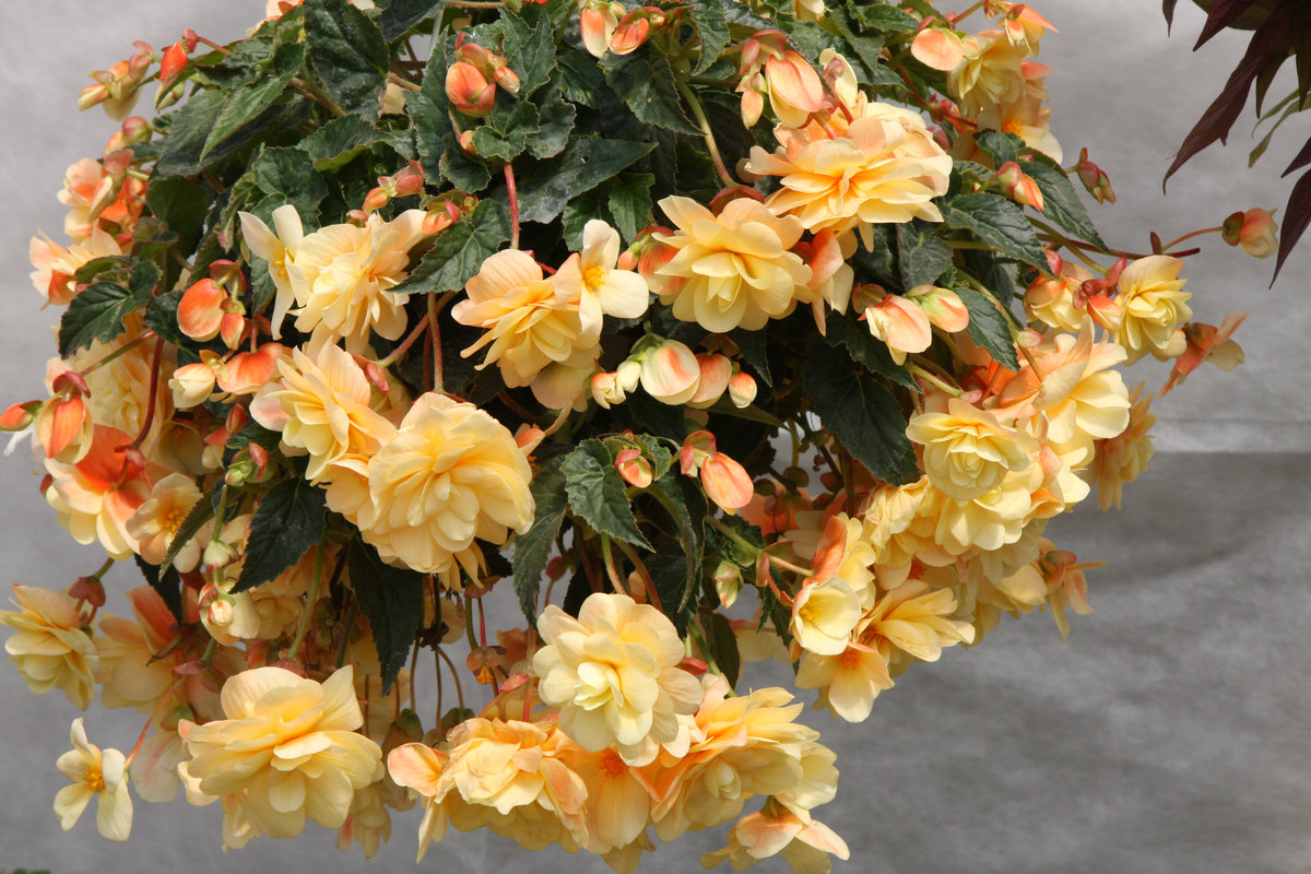 begonia - roślina jednoroczna