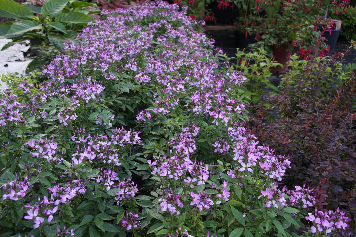 cleome - roślina jednoroczna