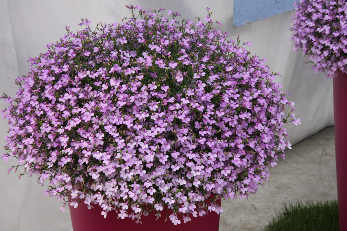 lobelia - roślina jednoroczna
