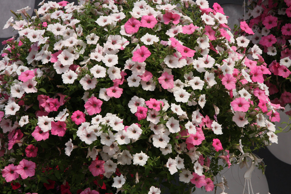 petunia - surfinia - roślina jednoroczna