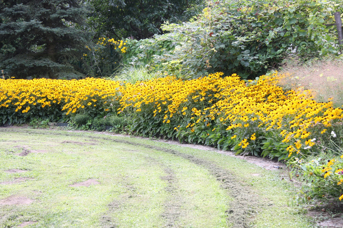 rabata rudbeckia