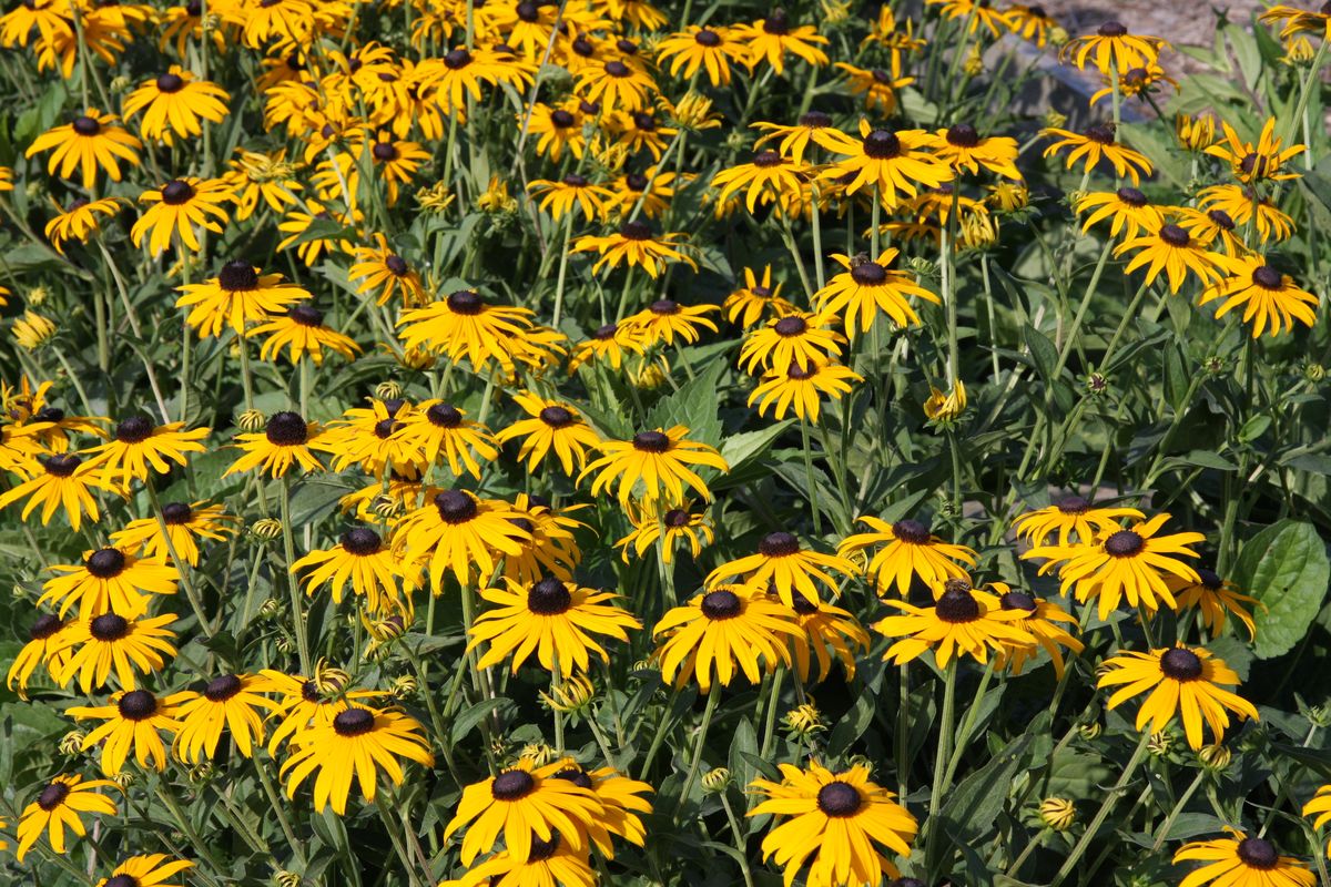 rudbeckia - bylina
