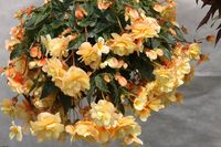 begonia - roślina jednoroczna