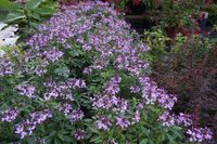 cleome - roślina jednoroczna