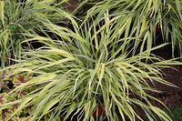 hakonechloa - trawa