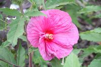 hibiscus - bylina