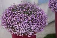 lobelia - roślina jednoroczna
