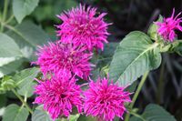 monarda - bylina