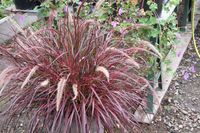 pennisetum Fireworks - trawa