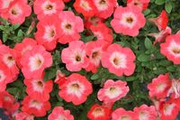 petunia - surfinia - roślina jednoroczna