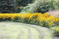 rabata rudbeckia